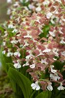 Calanthe Garden Orchid
