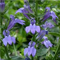 Lobelia siphilitica - Blue Cardinal Flower