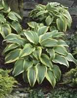 Hosta 'Aureomarginata'