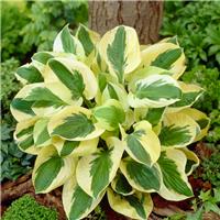 Hosta 'Brim Cup'