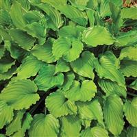 Hosta 'Stirfry'