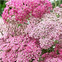 Achillea Appleblossom