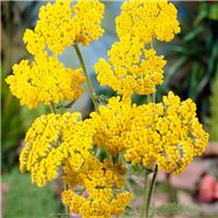 Achillea Coronation Gold