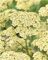 Achillea Creme de la Creme