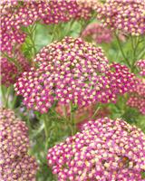 Achillea Lightning Pink