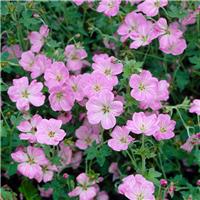 Geranium 'Mavis Simpson' - Cranesbill