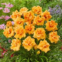 Hemerocallis 'Isabella Maraffi'