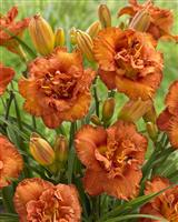Hemerocallis Awesome Luck