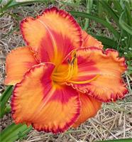 Hemerocallis 'Volcano Queen'