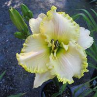 Hemerocallis 'Villa Vanilla'