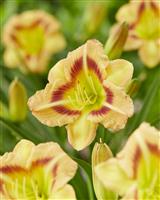 Hemerocallis London Eye