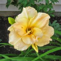 Hemerocallis 'Jean Swann'