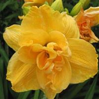 Hemerocallis 'Patricia'