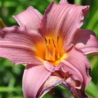 Hemerocallis 'Sweet Sugar Candy'