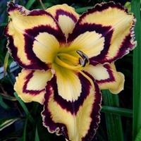 Hemerocallis 'Calico Jack'