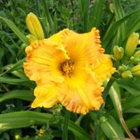 Hemerocallis 'Orange Nassau'
