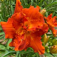 Hemerocallis 'Moses Fire'