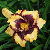 Hemerocallis 'Open My Eyes'