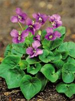 Viola Sororia 'Rubra'