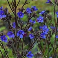 Anchusa azurea Feltham Pride