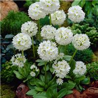 Primula Denticulata Alba