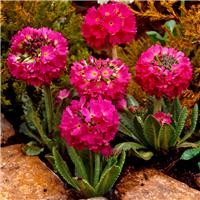 Primula Denticulata 'Ruby'