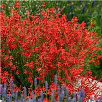 Penstemon pinifolius - Pineleaf Penstemon