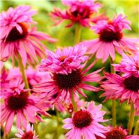 Echinacea purpurea 'Double Decker'