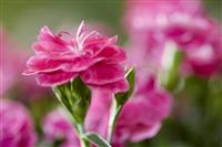 Dianthus caryophyllus 'Peman'