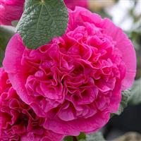 Alcea rosea 'Chaters Double Violet'