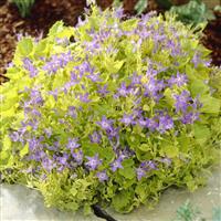Campanula Dickson's Gold