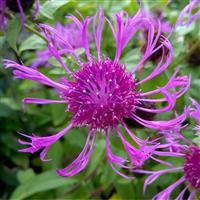 Centaurea hybrida Cara Mia