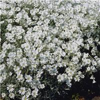 Cerastium tomentosum - Snow In Summer