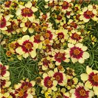 Coreopsis verticillata Sizzle & Spice 'Red Hot Vanilla'