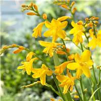 Crocosmia x crocosmiiflora 'Buttercup'