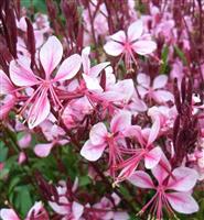Gaura lindheimeri 'Cherry Brandy'