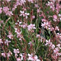 Gaura lindheimeri 'Pink Fountain'