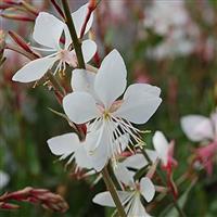 Gaura lindheimeri Sparkle White