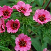 Potentilla nepalensis 'Helen Jane'