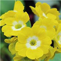 Primula auricula 'Kathl'