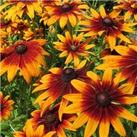 Rudbeckia hirta 'Autumn Colours'