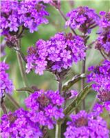 Verbena rigida Santos Purple - Low Growing Perennial Purple Verbena - In Bud & Bloom
