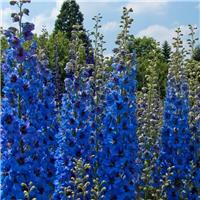 Delphinium Blue Jay - Pacific Giant Delphinium