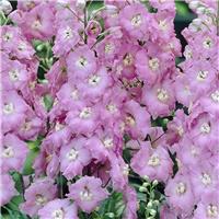 Delphinium Guinevere