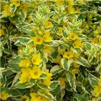 Lysimachia punctata - Dotted Loosestrife