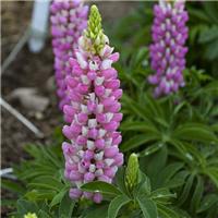 Lupinus Gallery Pink-White Bi-Colour - Lupin