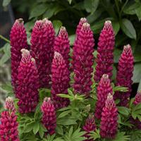 Lupinus Gallery Red - Lupin