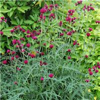 Cirsium Atropurpureum 'Plume Thistle'
