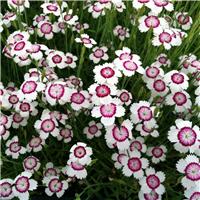 Dianthus deltoides Arctic Fire
