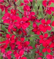 Dianthus deltoides Flashing Light - Leuchtfunk - Maiden Pink